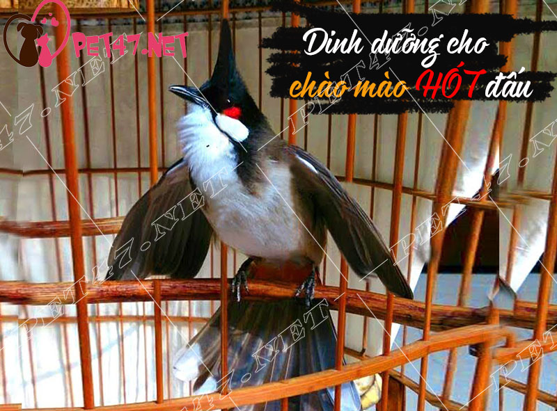 Chế độ dinh dưỡng cho chim chào mào hót đấu - Thucanh.vn - Website chuyên thông tin dành cho thú cưng, vật nuôi