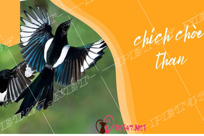 Chim Chích Chòe Than – Nguồn gốc & Đặc điểm của chim Chích Chòe Than !